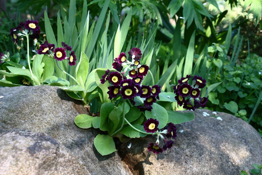 purple and yellow flowering Auriculas growing from a stone covered border, with spiked foliage in the back