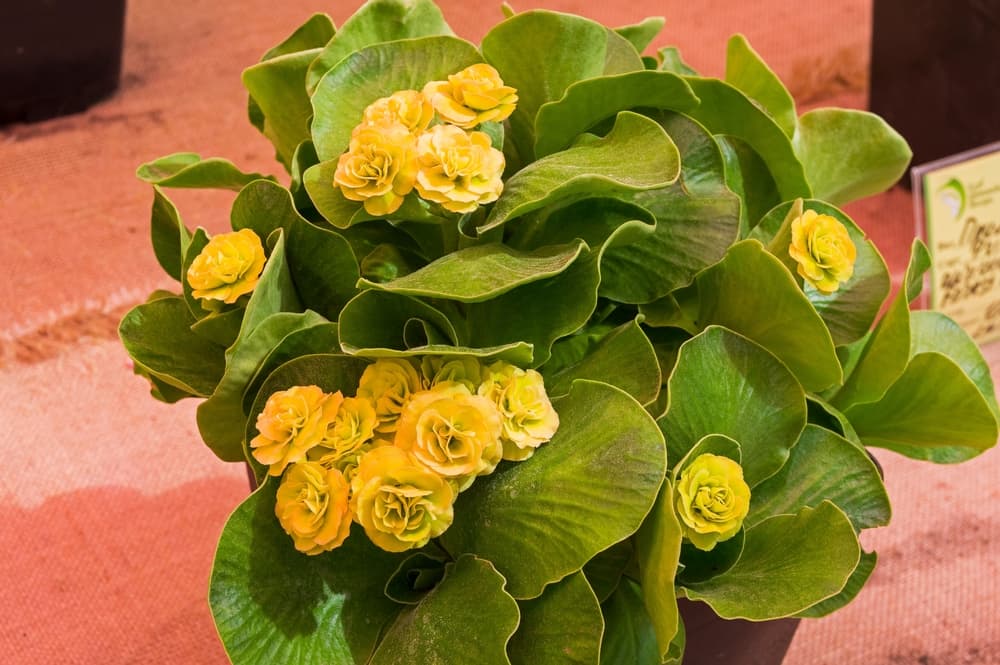 double-flowered primula variety auricula Forest Scherbet sat on a display table