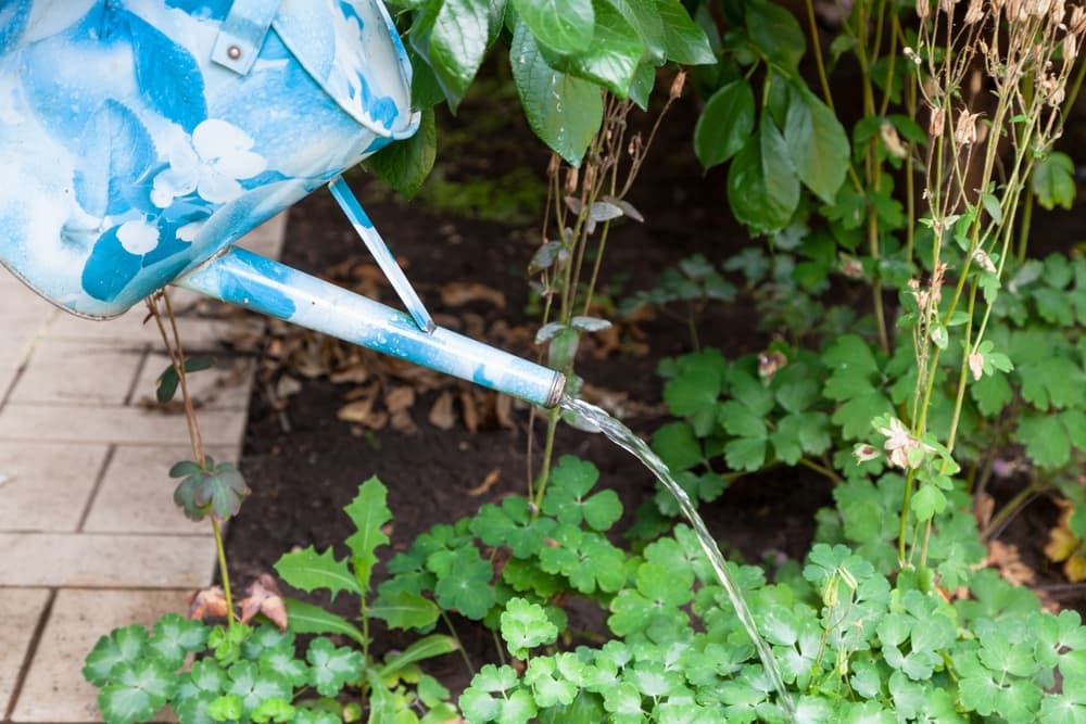 watering can being used to fertilise a patch of Columbine plants in a garden border