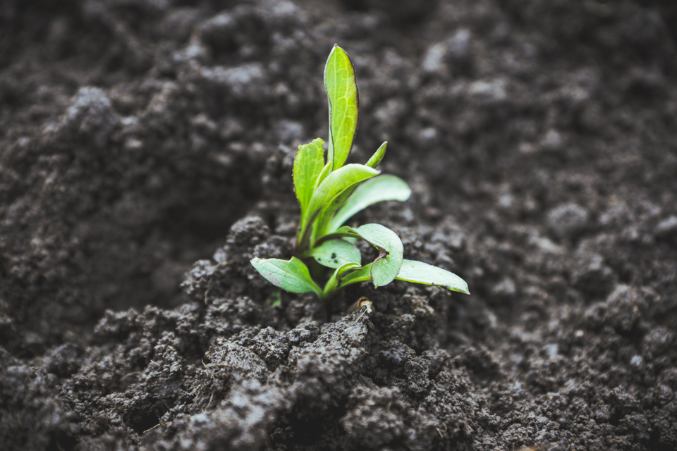 phlox seedling growing in fresh soil outside 