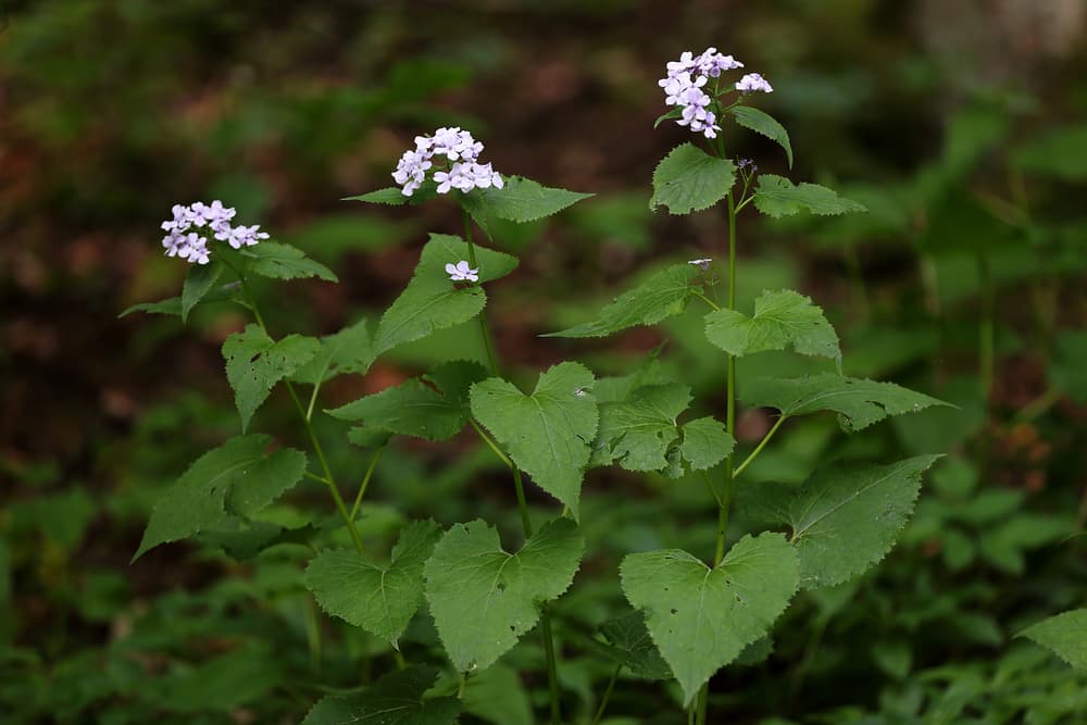 foliage and tiny white flowers of Lunaria rediviva in a woodland setting