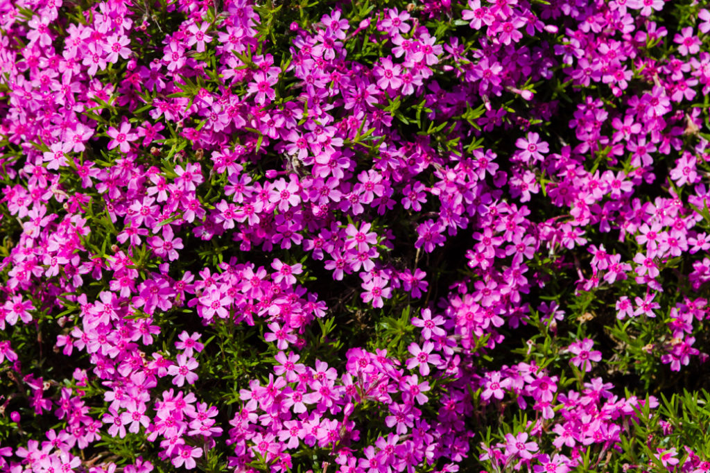 ground covering pink Phlox plant growing outside in a cluster