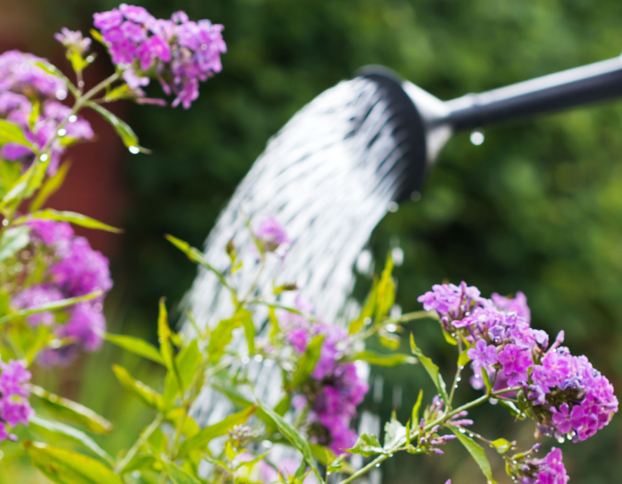 pink flowering phlox plants growing outside in a garden being watered by a watering can 
