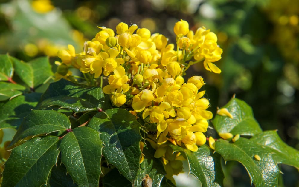 flowering Mahonia aquifolium