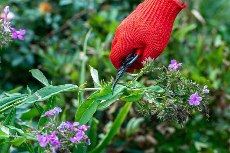 How To Prune Phlox In 4 Stages Horticulture.co.uk