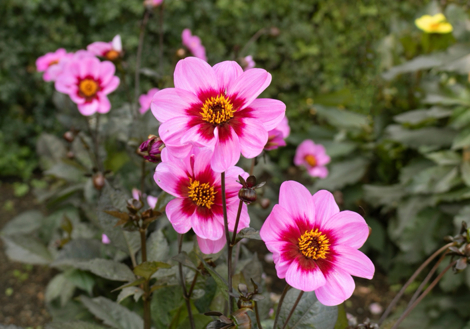 'happy single wink' dahlias with pink petals and yellow centres growing in a garden bed