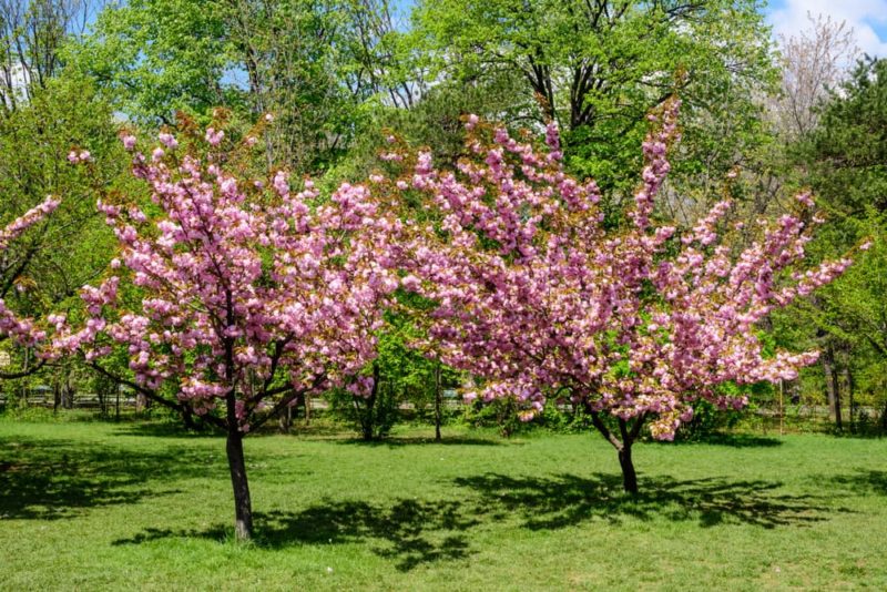 How To Grow A Cherry Blossom 'Sakura' Tree Horticulture
