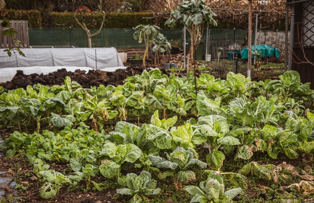 various brassicas growing from a huge vegetable garden with a polytunnel greenhouse in the background