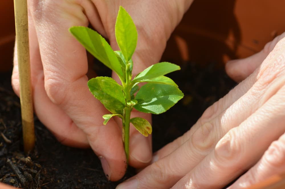 hands shown planting a very small lemon seedling