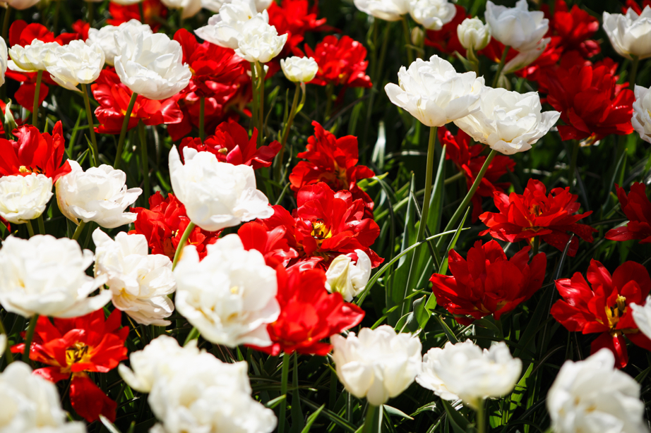 white and red flowering wild peonies with long dark stems