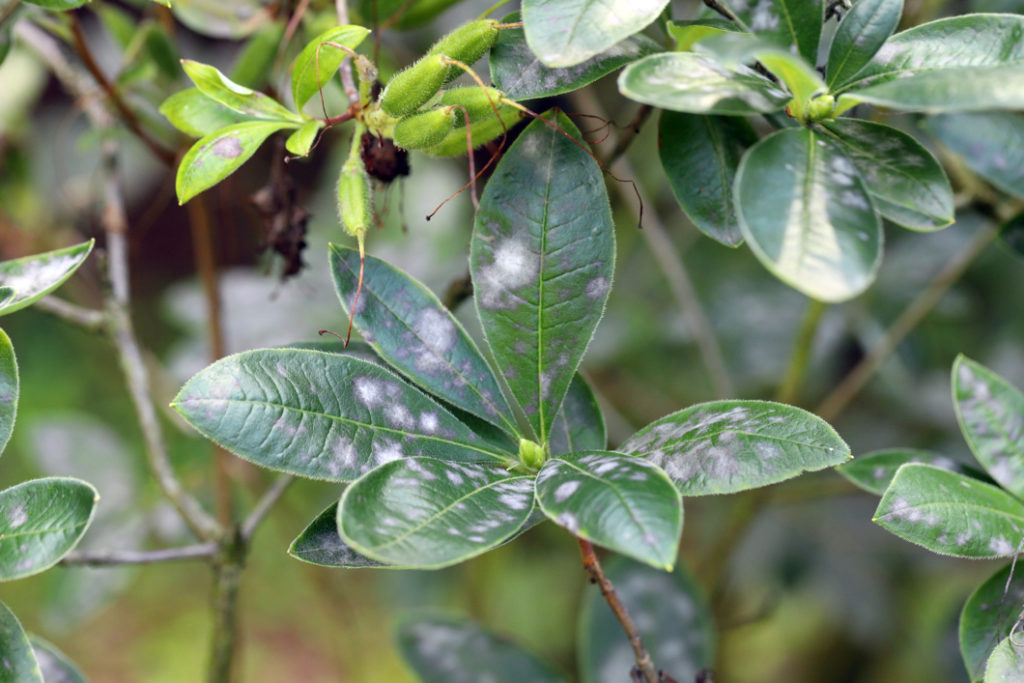 white, powdery fungal disease growing on the leaves of an azalea plant growing outside
