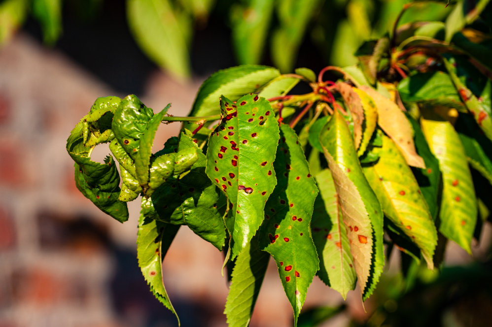 the diseased yellow leaves of an azalea plant are covered in brown dots