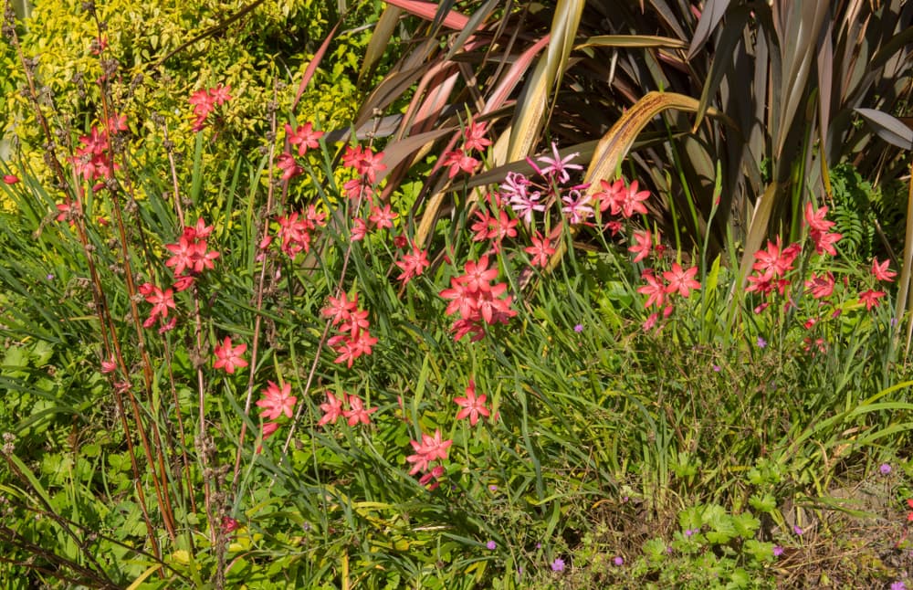 Crimson Flag flowers growing in a herbaceous border