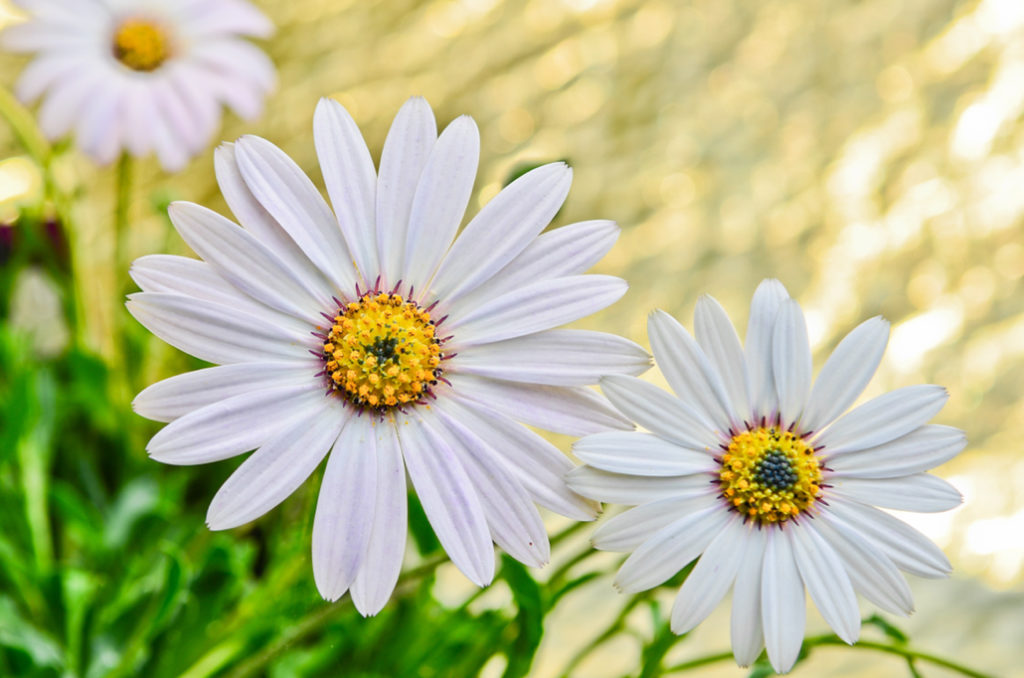 white petals and a yellow centre of the afrifcan daisy 'weetwood' plant