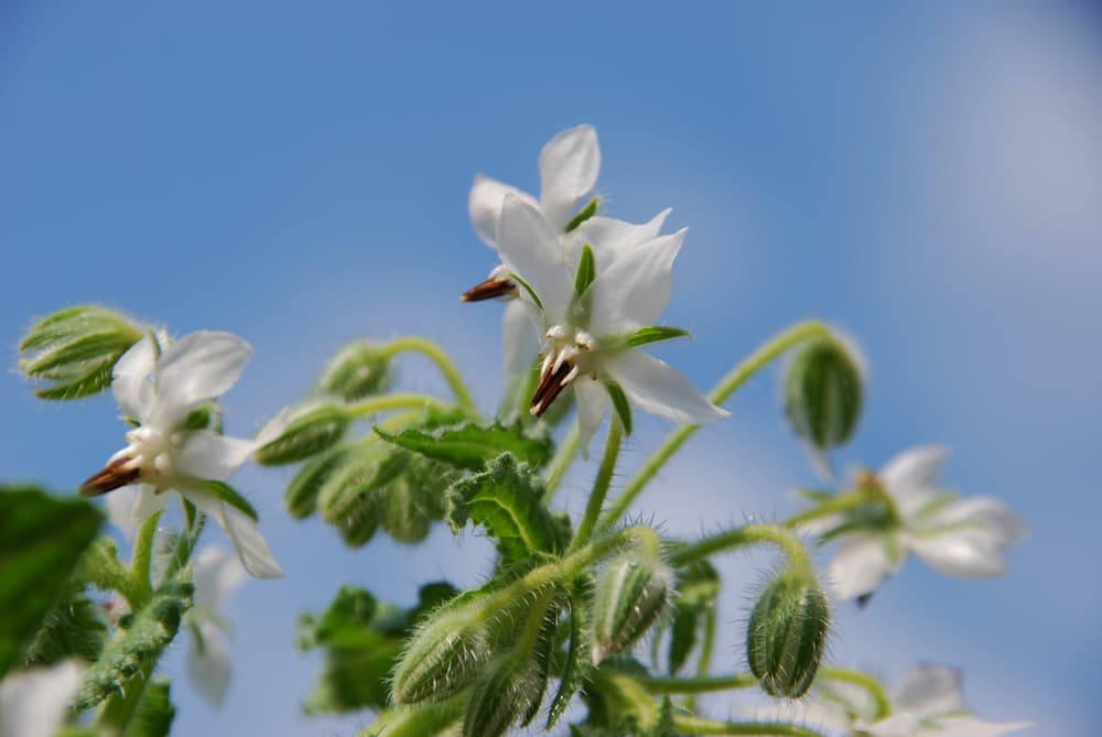 B. officinalis ‘Alba’ flowering against a light blue sky