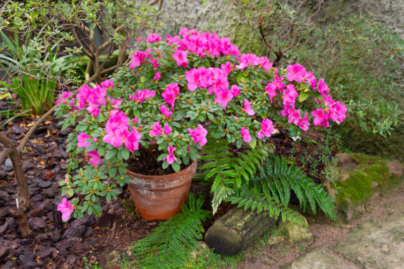 Growing Azaleas In Pots Key Considerations Horticulture