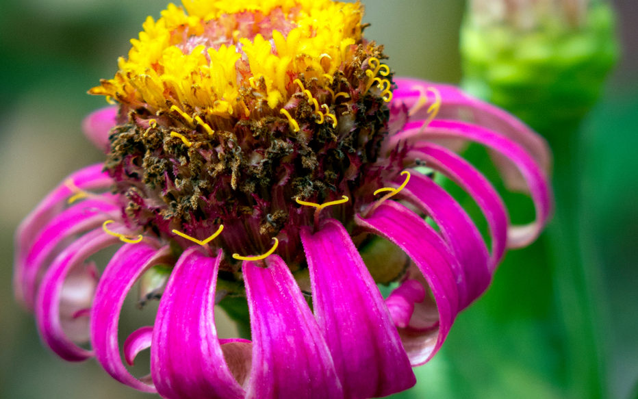 pink flowering plant with wilted petals