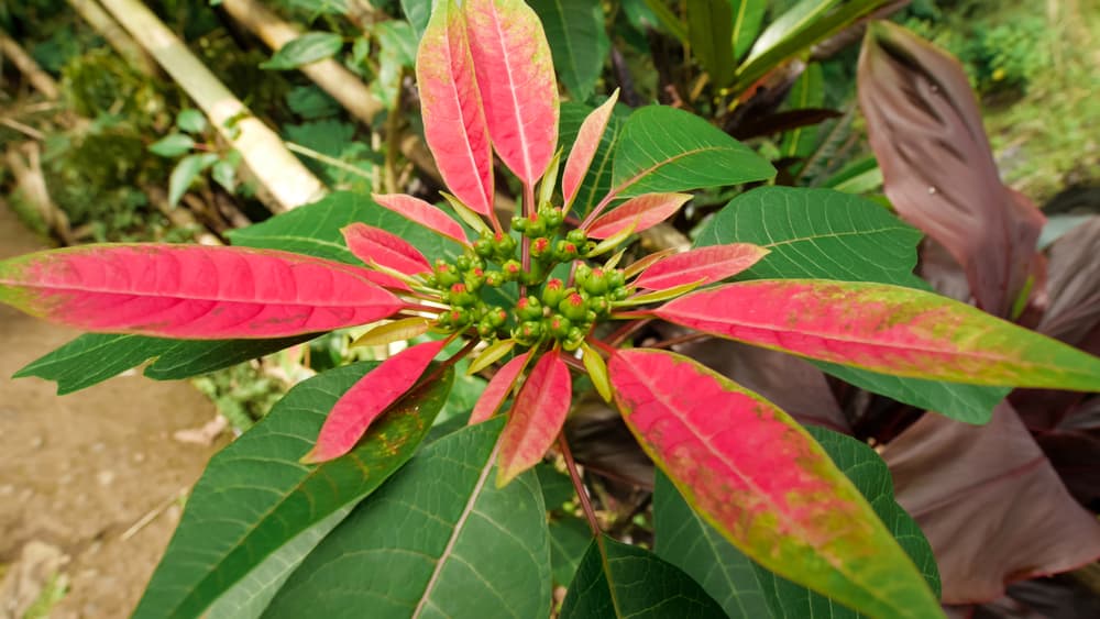 Poinsettia plant with red and green foliage