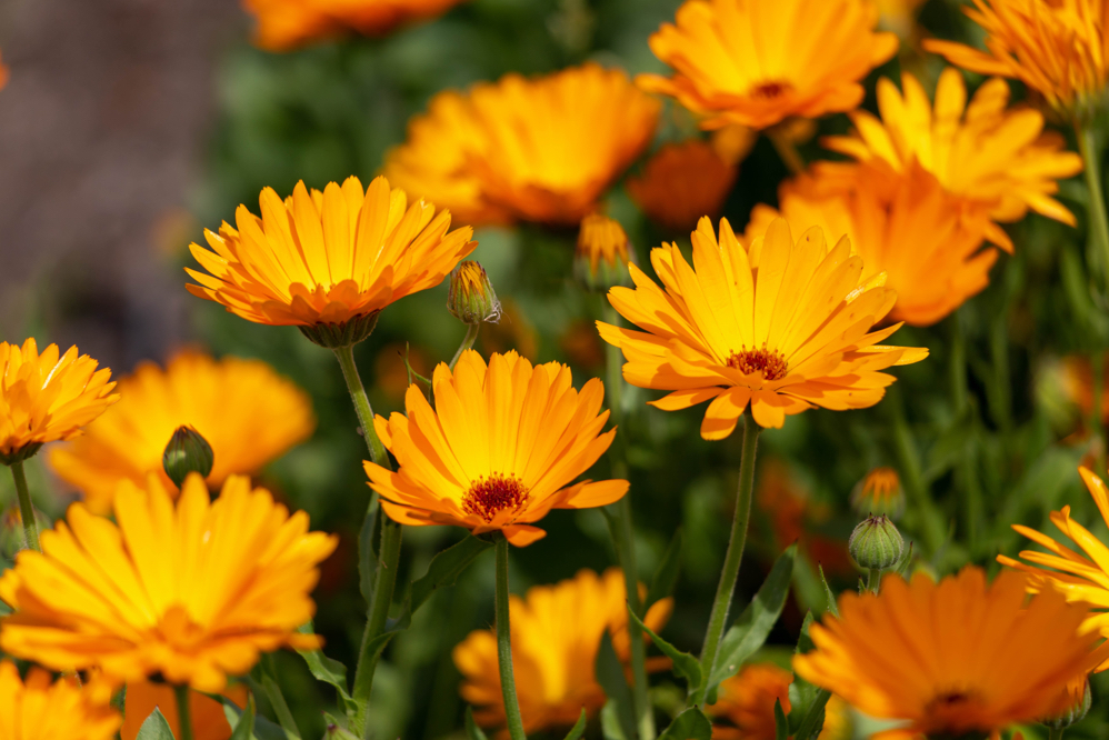 Calendula officinalis with orange flowers with green foliage 