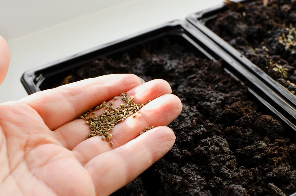 hand holding parsley seeds above a potting tray