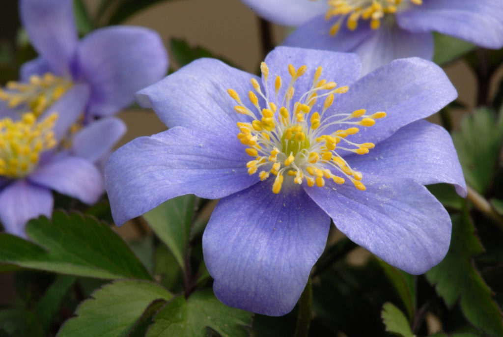 close-up of a anemone nemorosa 'Royal Blue' growing outside