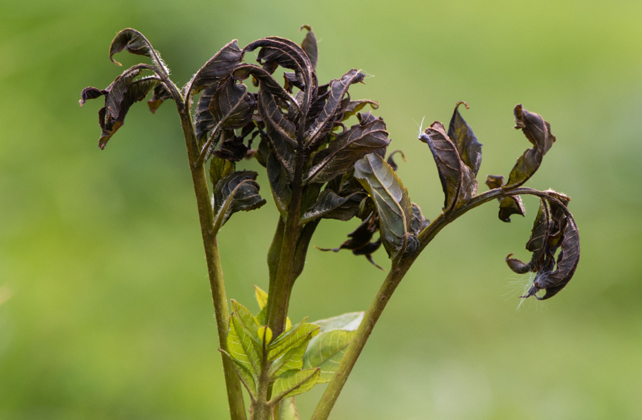 the dead, diseased leaves of an ash tree infected with ash dieback