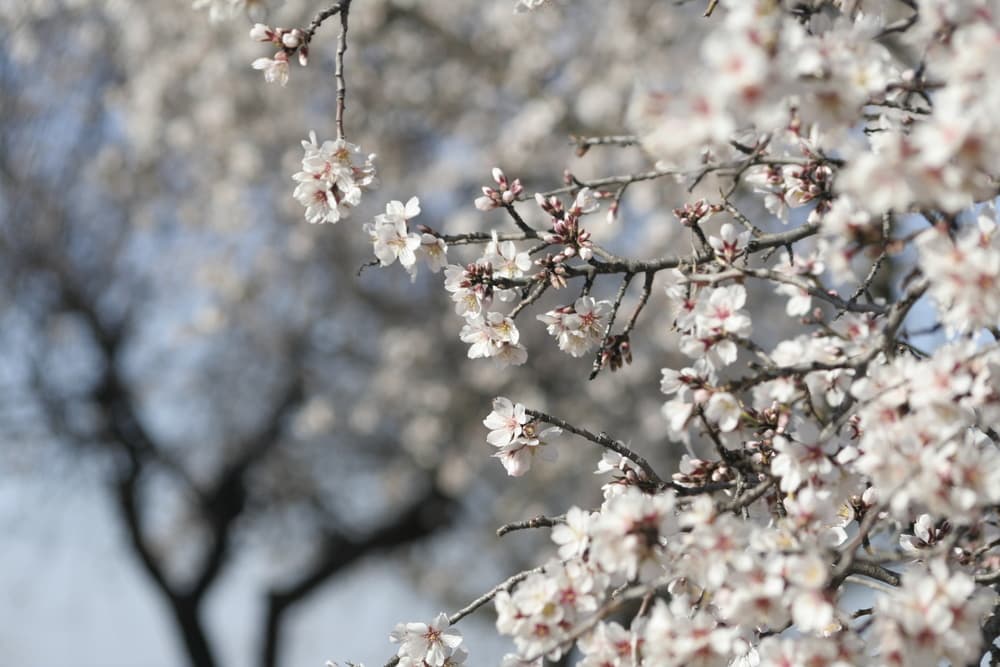 white flowering almond tree in bloom in Valencia