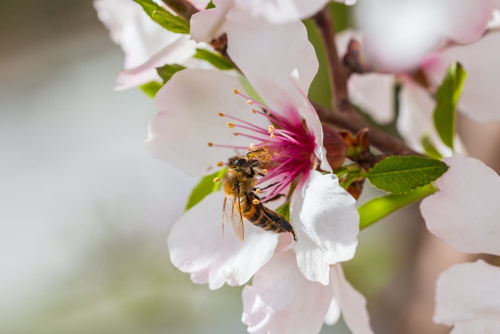 bee sat on the white and pink flower of a prunus dulcis tree