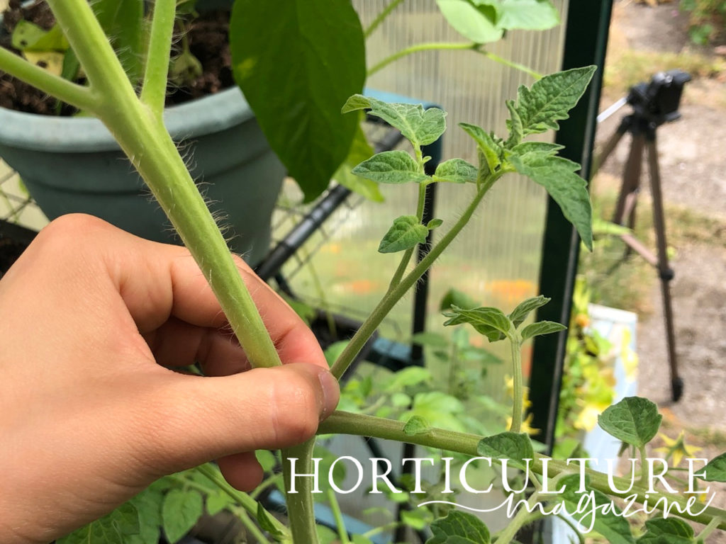 a hand pinching the side stem of a tomato plant