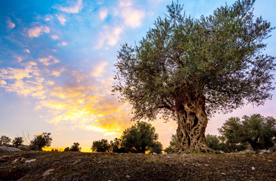 a fully grown olive tree with a huge trunk growing outside with other trees and a big orange sunset behind it