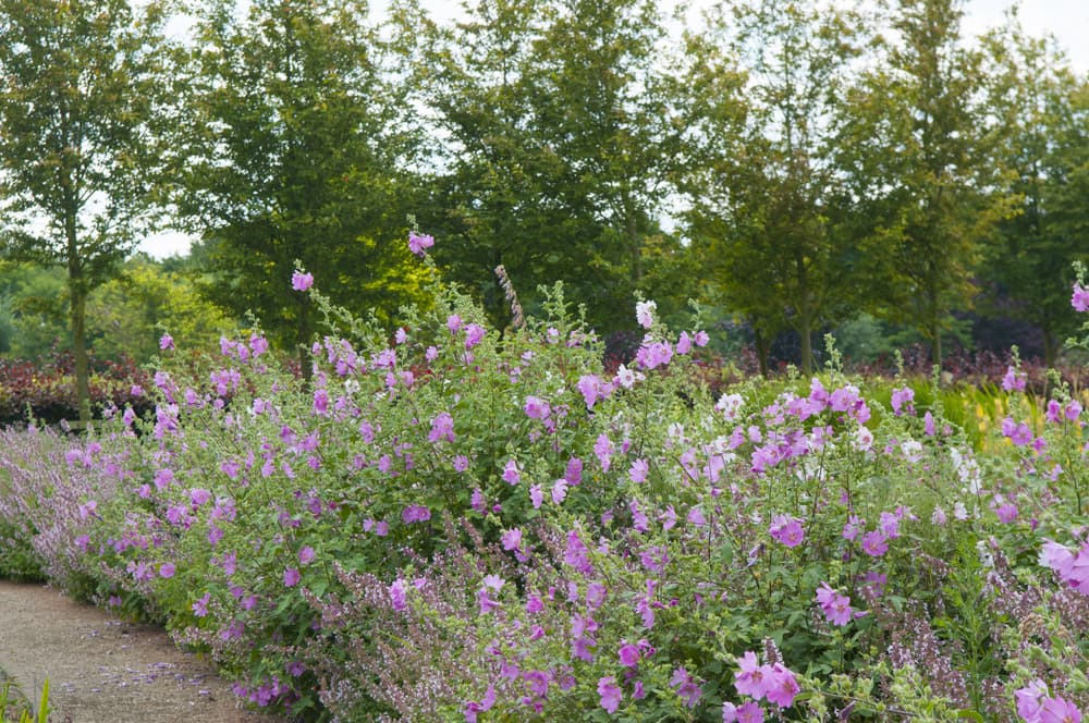 shrubby flowering Lavatera x clementii ‘Barnsley’ arranged in a garden border