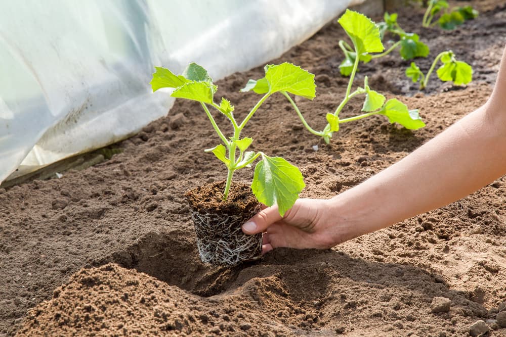 hand planting out melon plants in rows with polytunnel sheet in background