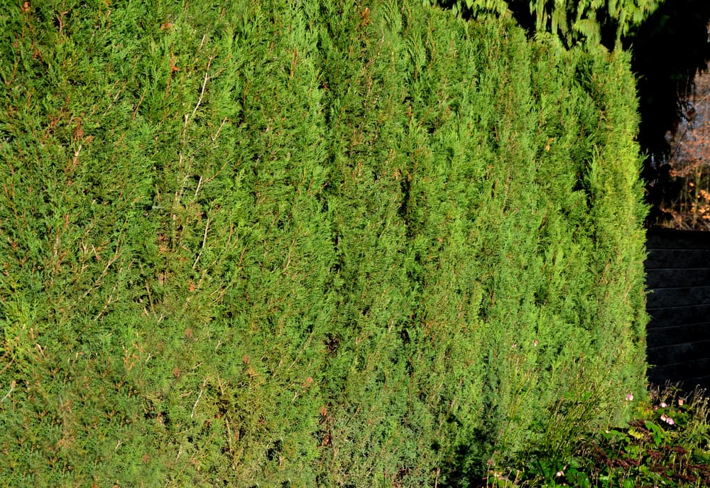 tall cypress hybrid conifers planted in a row for hedging