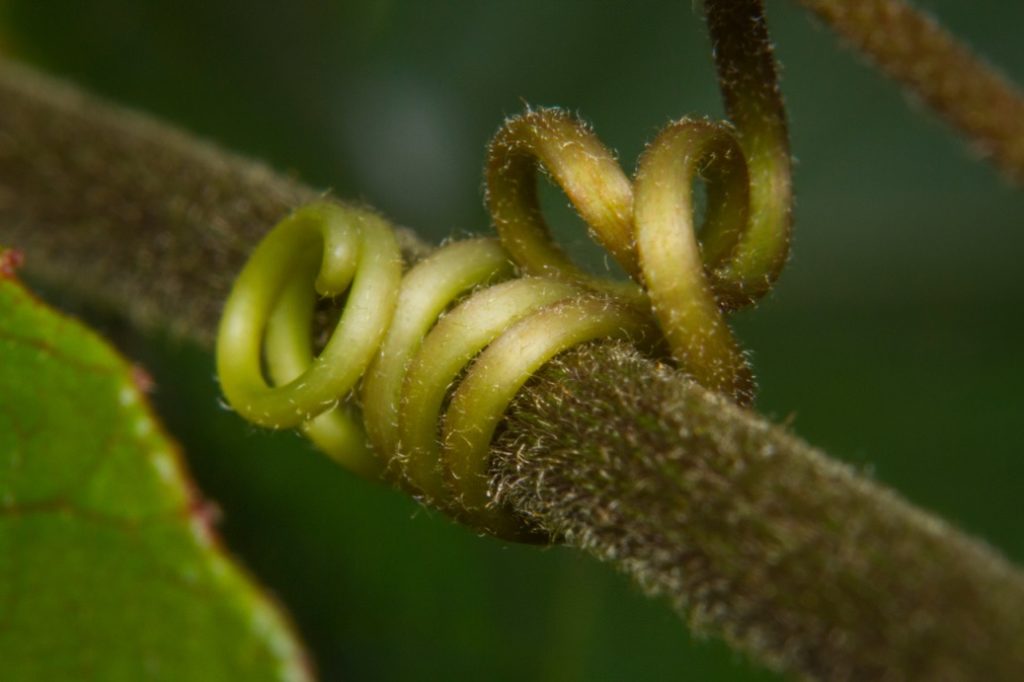a magnified view of a climber plant that has wrapped itself around a stem of a plant