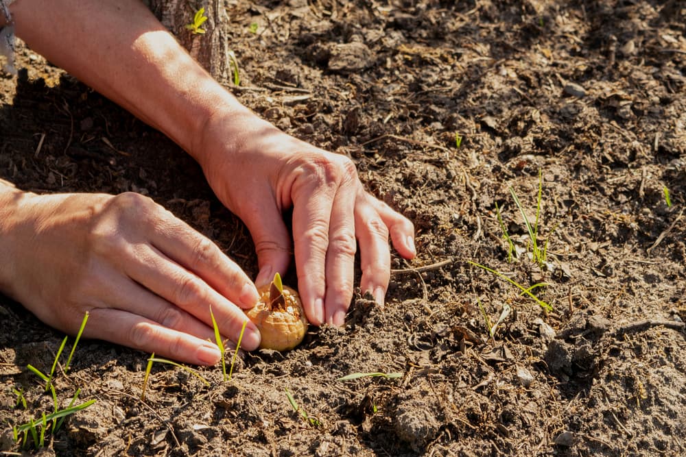 hands placing a gladioli corm ready for planting