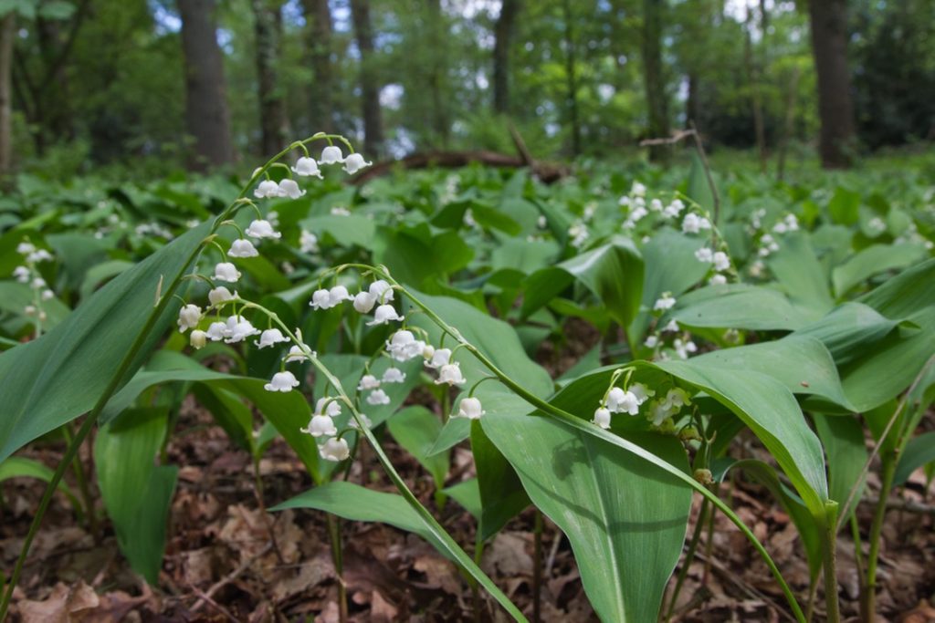 white lily of the valley plants growing on a woodland floor