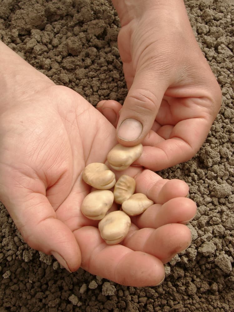 hands holding broad beans ready for sowing