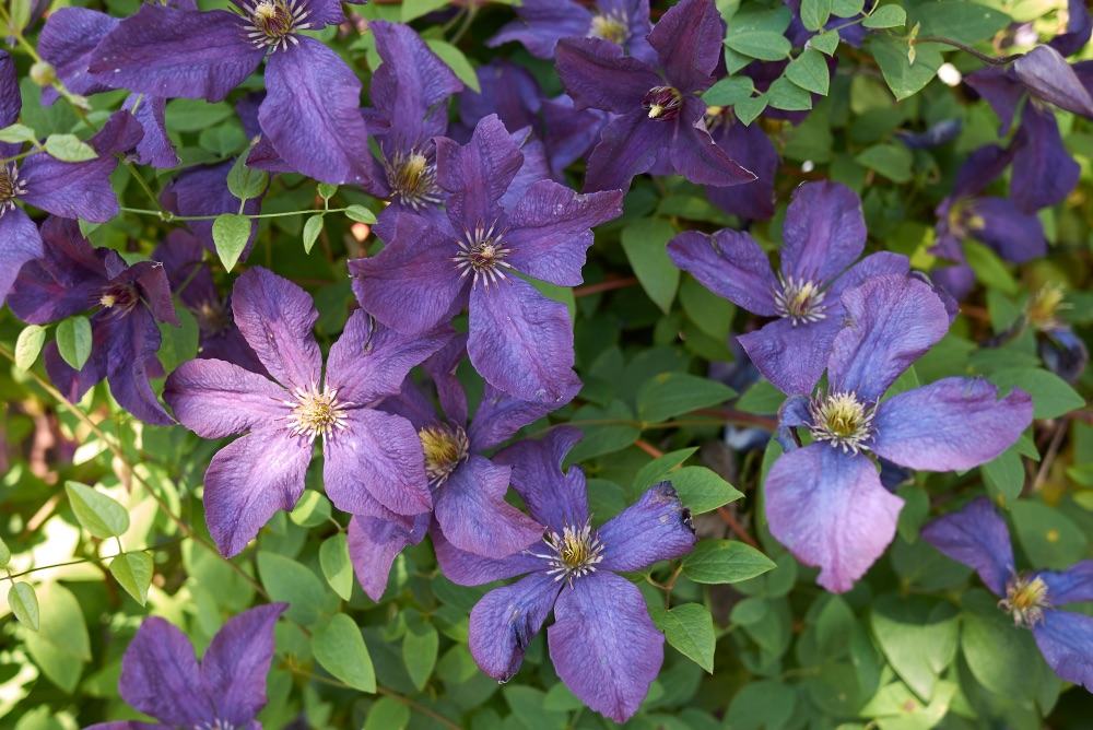 purple Clematis Viticella growing together surrounded by their own green foliage