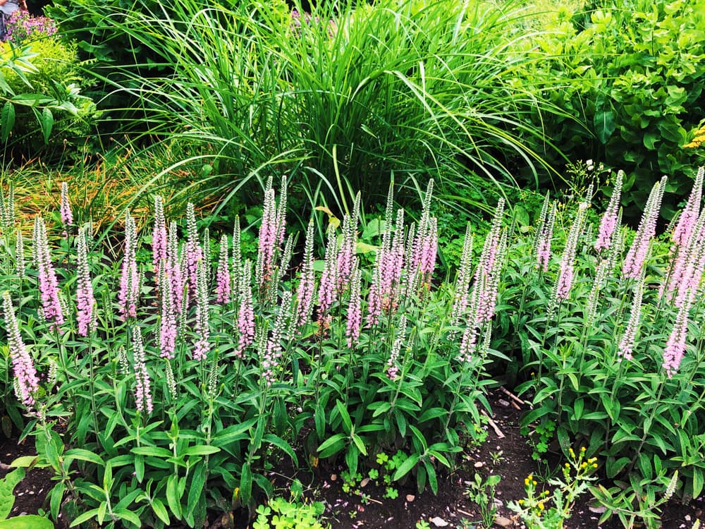 a large bush of long-leaved speedwell 'Pink Eveline' with upright flowers