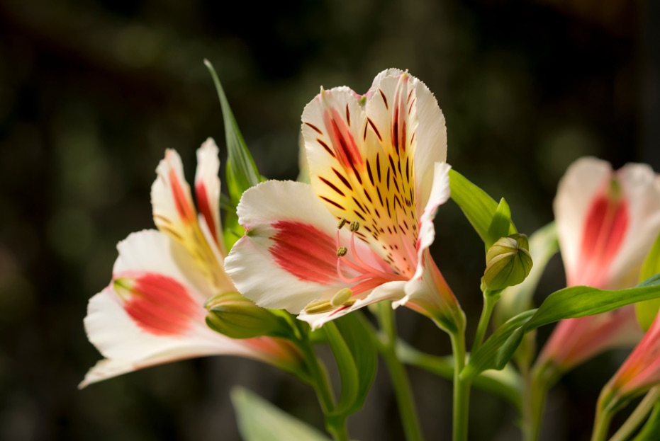 alstroemerias with white, pink and yellow hues on their petals growing outside