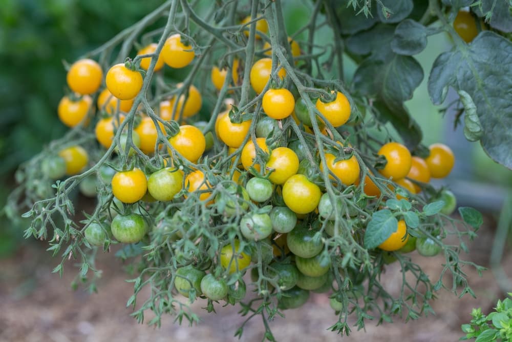 many small yellow tomato fruits hanging from the plant