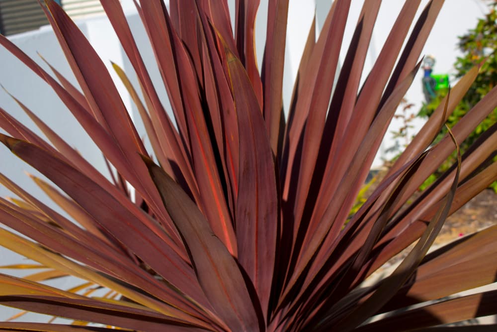 cordyline with spiked brown leaves