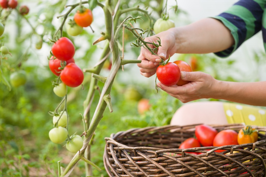 someone picking orange and red tomatoes from the vine outside, with a wicker basket full of harvested tomatoes
