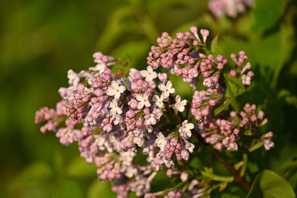 magnified view of pink and white Syringa flowers
