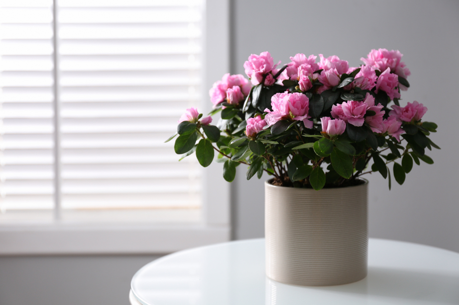 a potted pink azalea plant on a table inside in front of a white wall and white blinds