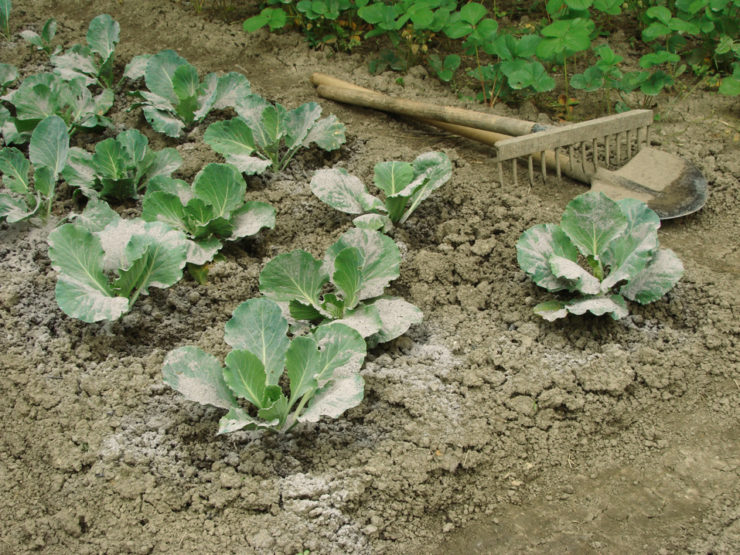 Horticulturists Share 9 Uses For Ashes In The Garden That Might