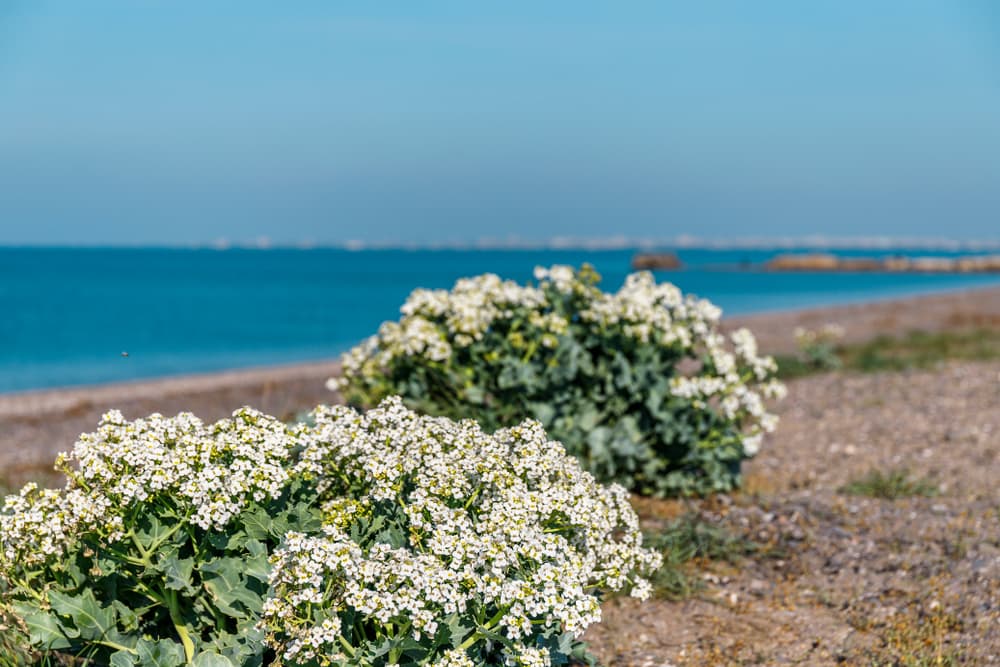 Alyssum maritimum growing on a seashore