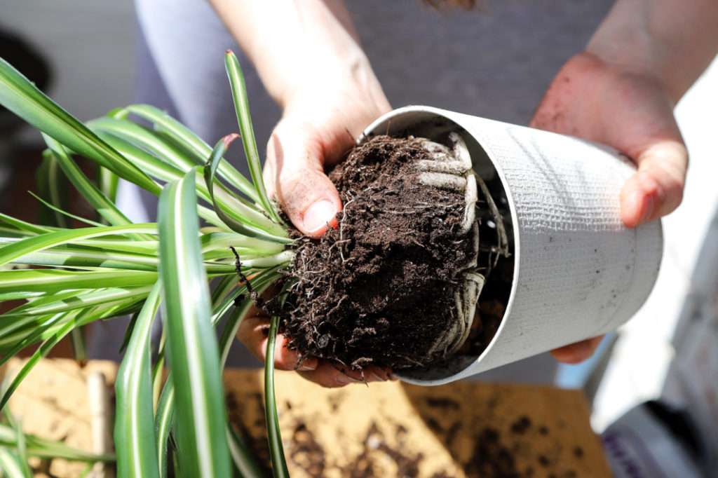 a spider plant being removed from its container