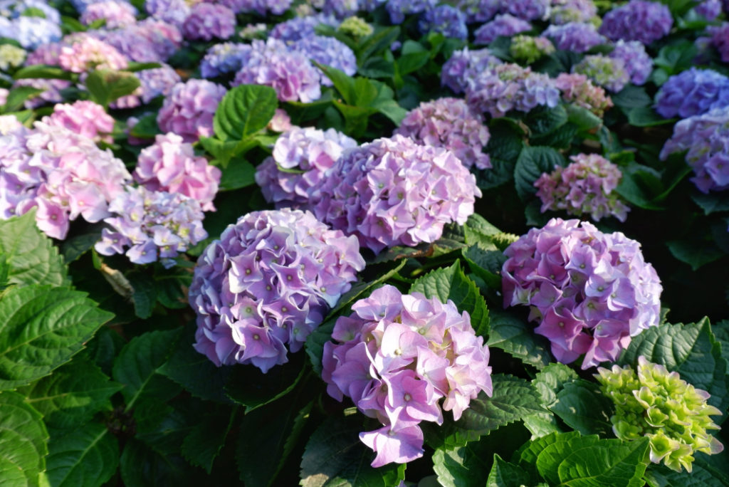 purple hydrangeas flowering in rows outside