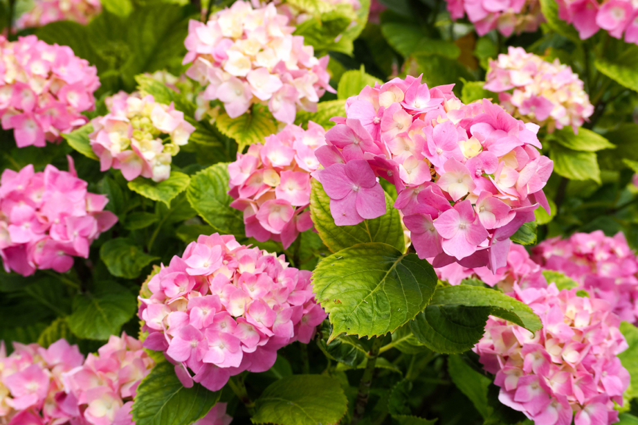 pink and white hydrangea growing outdoors in the sunlight